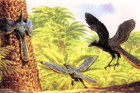 Лекцию о том, как птицы научились летать, прочтет палеонтолог Дмитрий Пащенко 